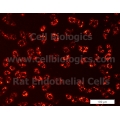 Rat Primary Prostate Microvascular Endothelial Cells